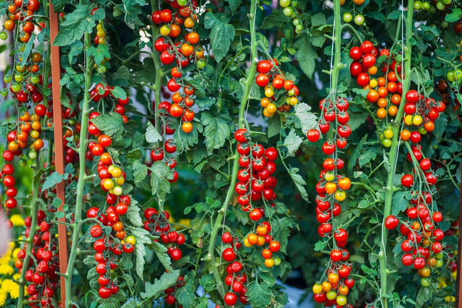 Lush cherry tomato plants with ripe fruit hanging in a garden, showcasing vibrant red and green colors.